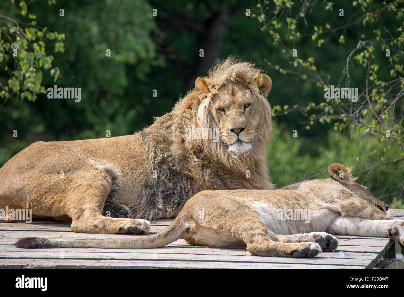 Big lion sentar Foto de stock