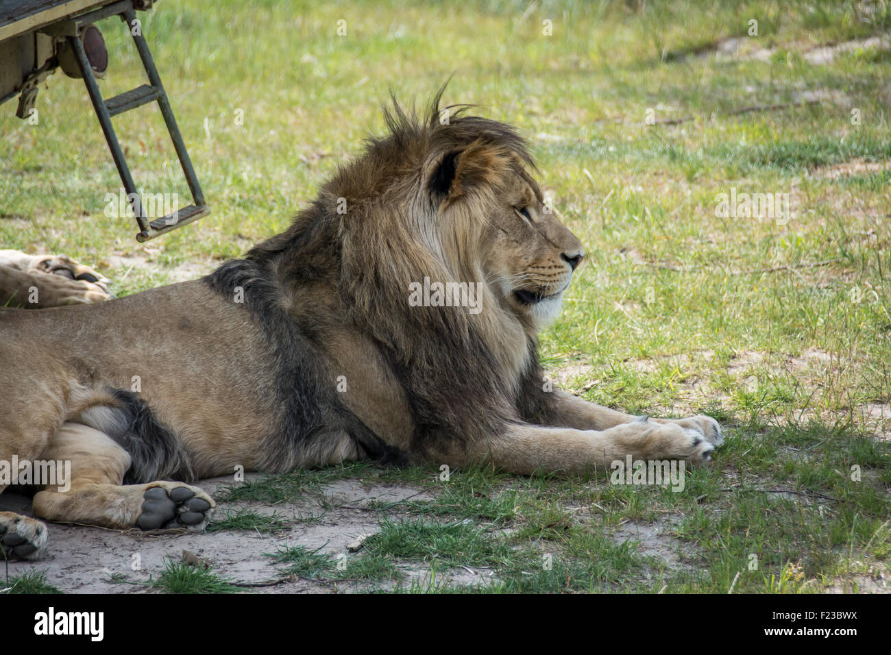 Big lion sentar Foto de stock