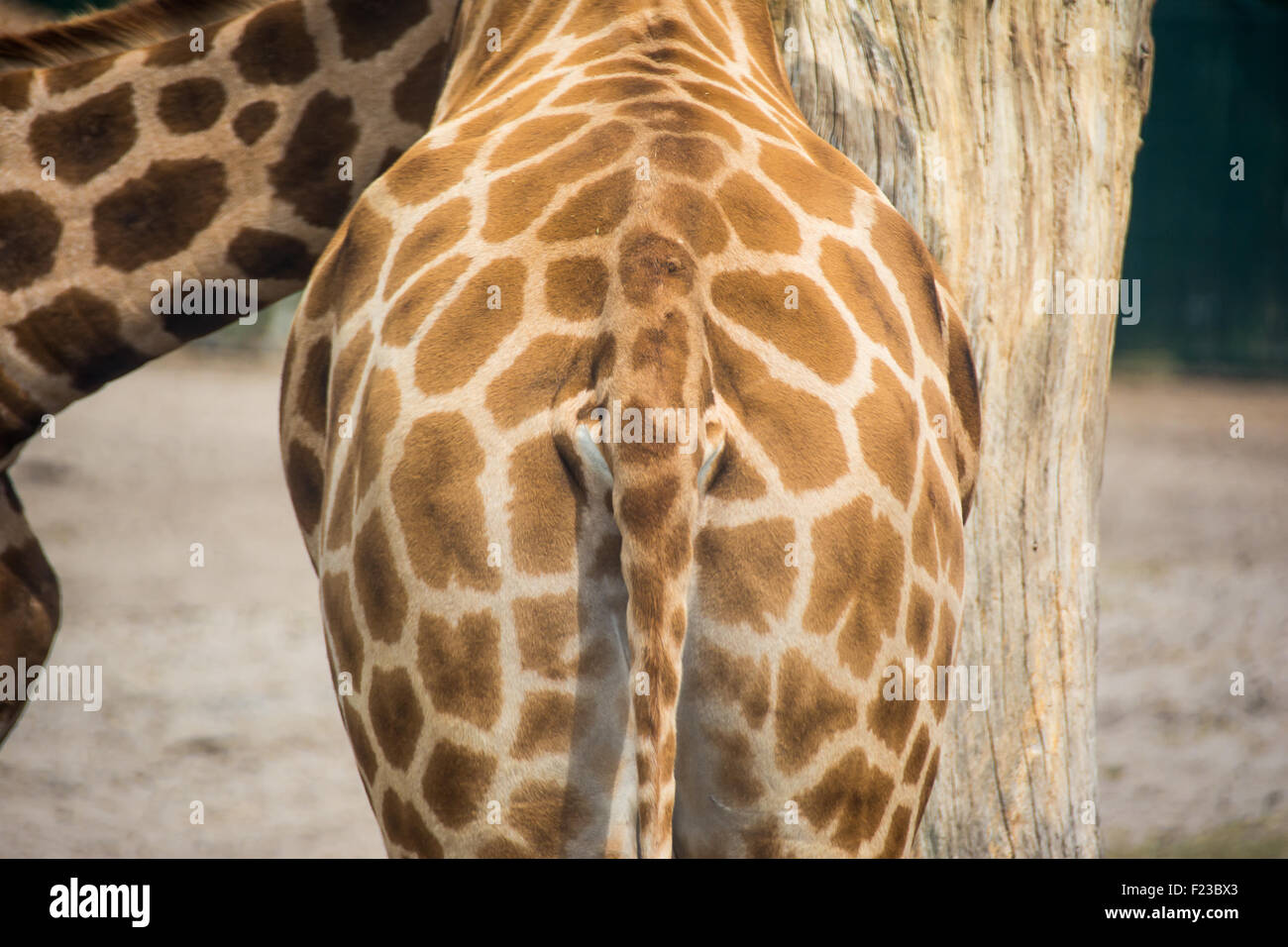 Culo de jirafa Foto de stock