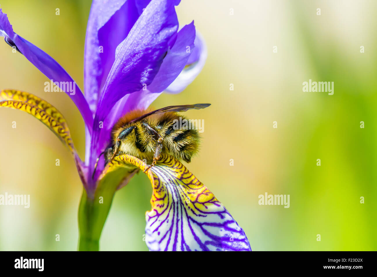 Bumblebee en flor Foto de stock