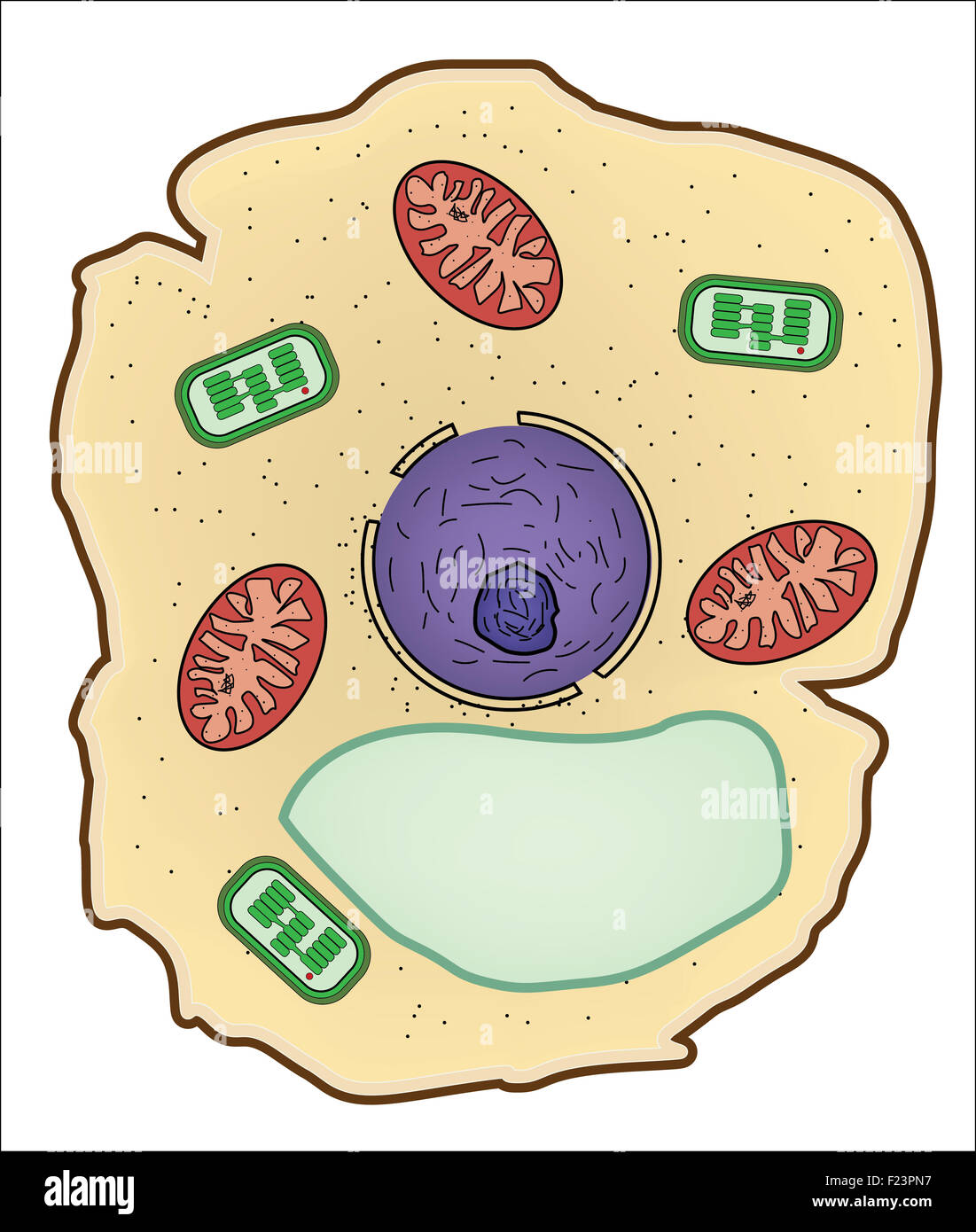 Ilustración vectorial de la estructura de la célula vegetal, la anatomía de la célula. Foto de stock
