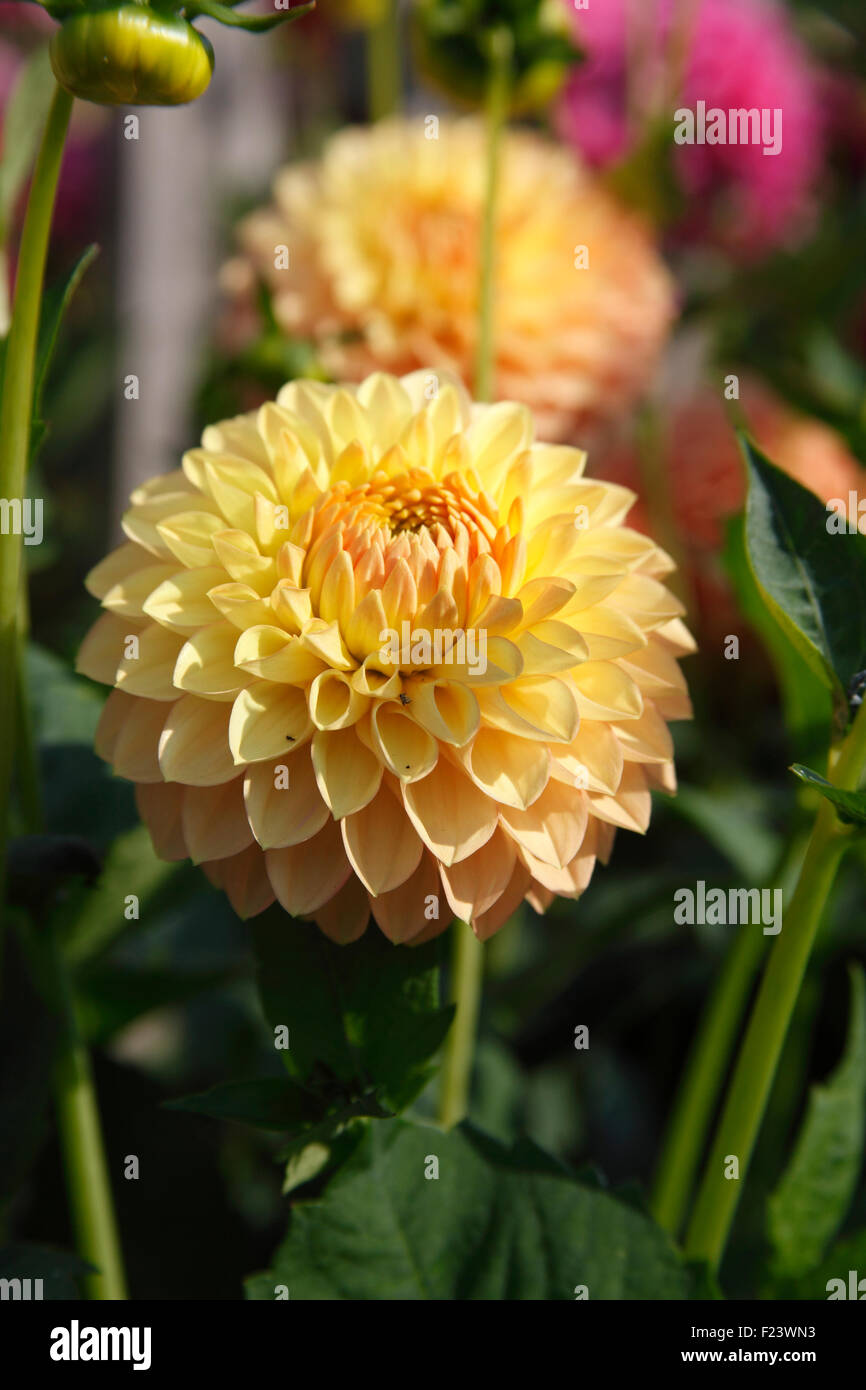 Katydalia - Best photos on dibujosparaimprimir.net