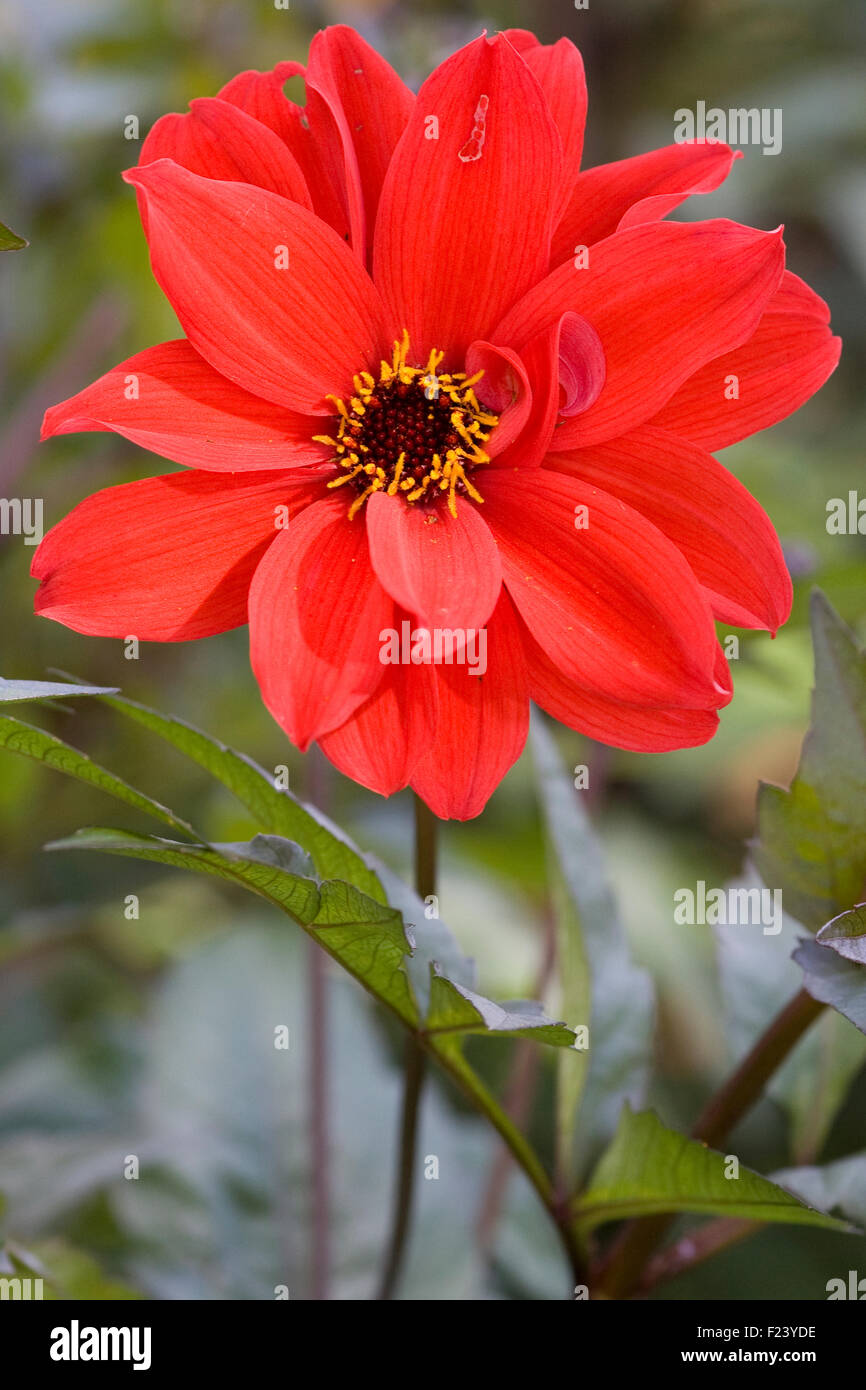 Dalias de flores de peonía fotografías e imágenes de alta resolución - Alamy