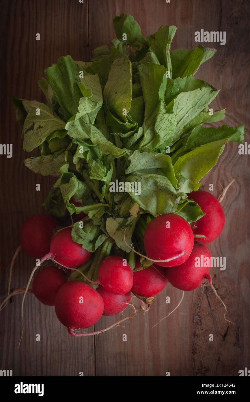 Rábanos picantes una ensalada de verduras recién cosechadas desde el jardín en baja iluminación de teclas Foto de stock