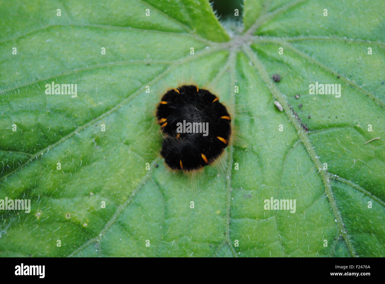 Una Polilla Fox caterpillar bocadillos en un pepino leaf Foto de stock