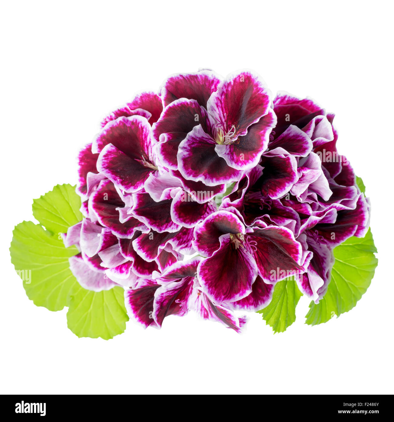 Precioso RAMO DE FLOR Morado terciopelo geranio flor con hojas verdes está aislado sobre fondo blanco. Royal Pelargonium Fotografía de stock - Alamy Precioso RAMO DE FLOR Morado terciopelo geranio flor con hojas verdes está aislado sobre fondo blanco. Royal Pelargonium Fotografía de stock - Alamy