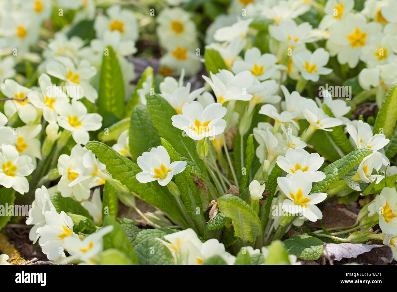 Común, Inglés primrose primrose, Stängellose Schlüsselblume, Primel, Priemel, Primula vulgaris, Primula acaulis Foto de stock