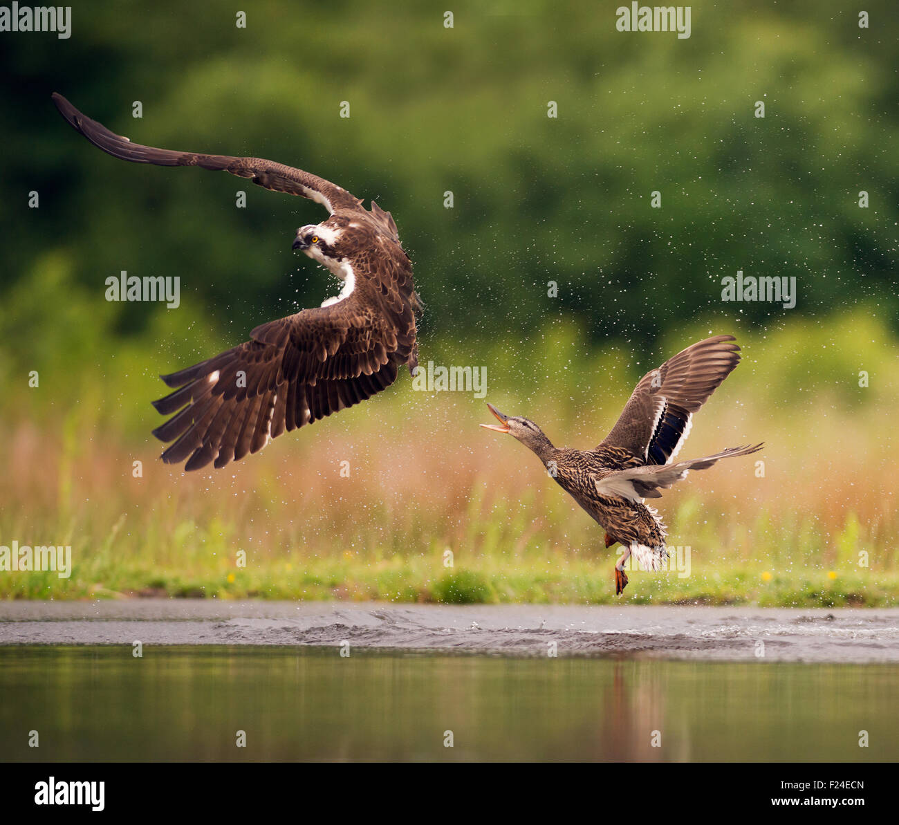 Ánade dando caza a un águila pescadora (Pandion haliaetus) que ella pensó  fue después a sus pollitos Fotografía de stock - Alamy
