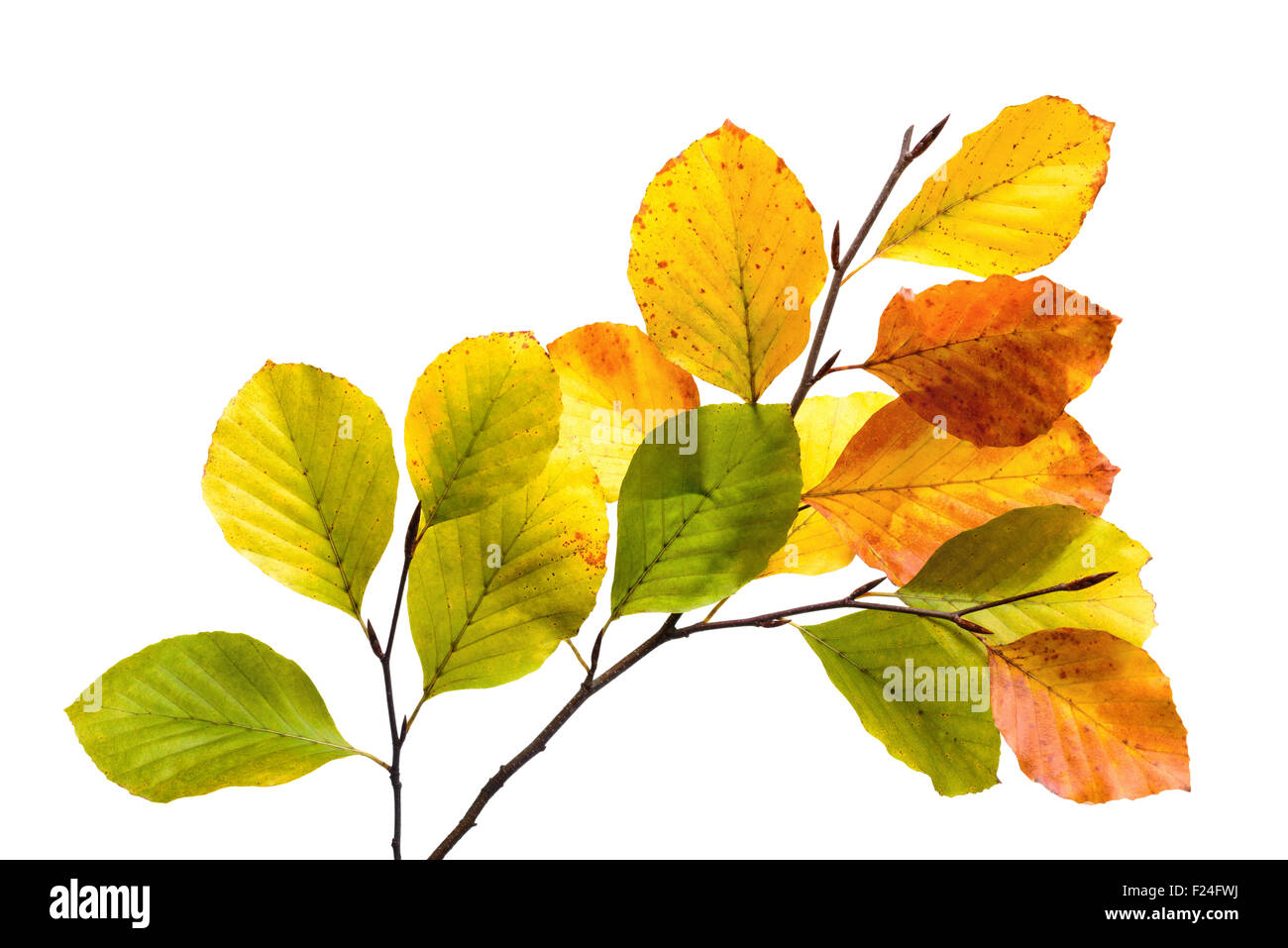 Ramitas con coloridas hojas de un árbol de haya, studio aislado sobre blanco puro Foto de stock