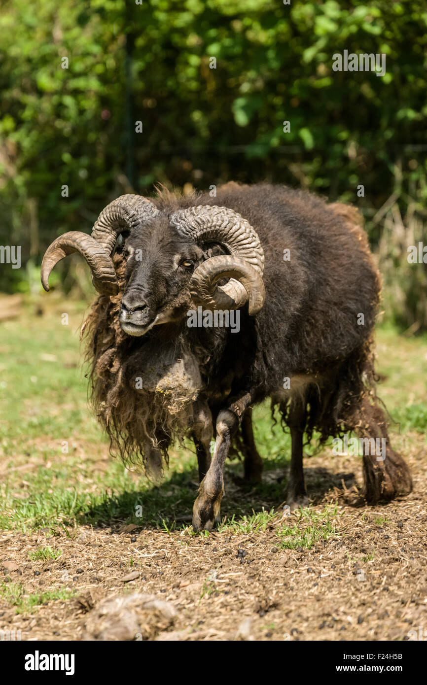 Patrimonio islandés raza de ovejas en su granja cerca de clavel, Washington, EE.UU. Su cara y piernas están libres de lana. Foto de stock