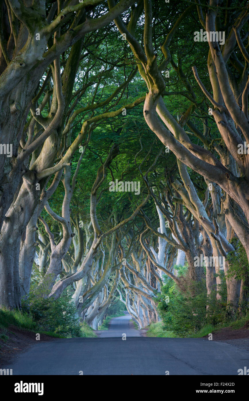 Siglo XVIII carretera arbolada que hayas conocido como the Dark Hedges cerca Stanocum, Condado de Antrim, Irlanda del Norte, REINO UNIDO Foto de stock