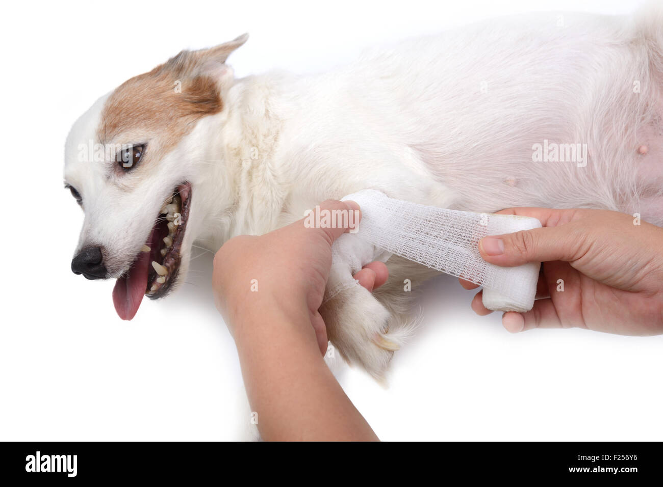 Los veterinarios cuidar perro herido con vendas sus piernas. Foto de stock