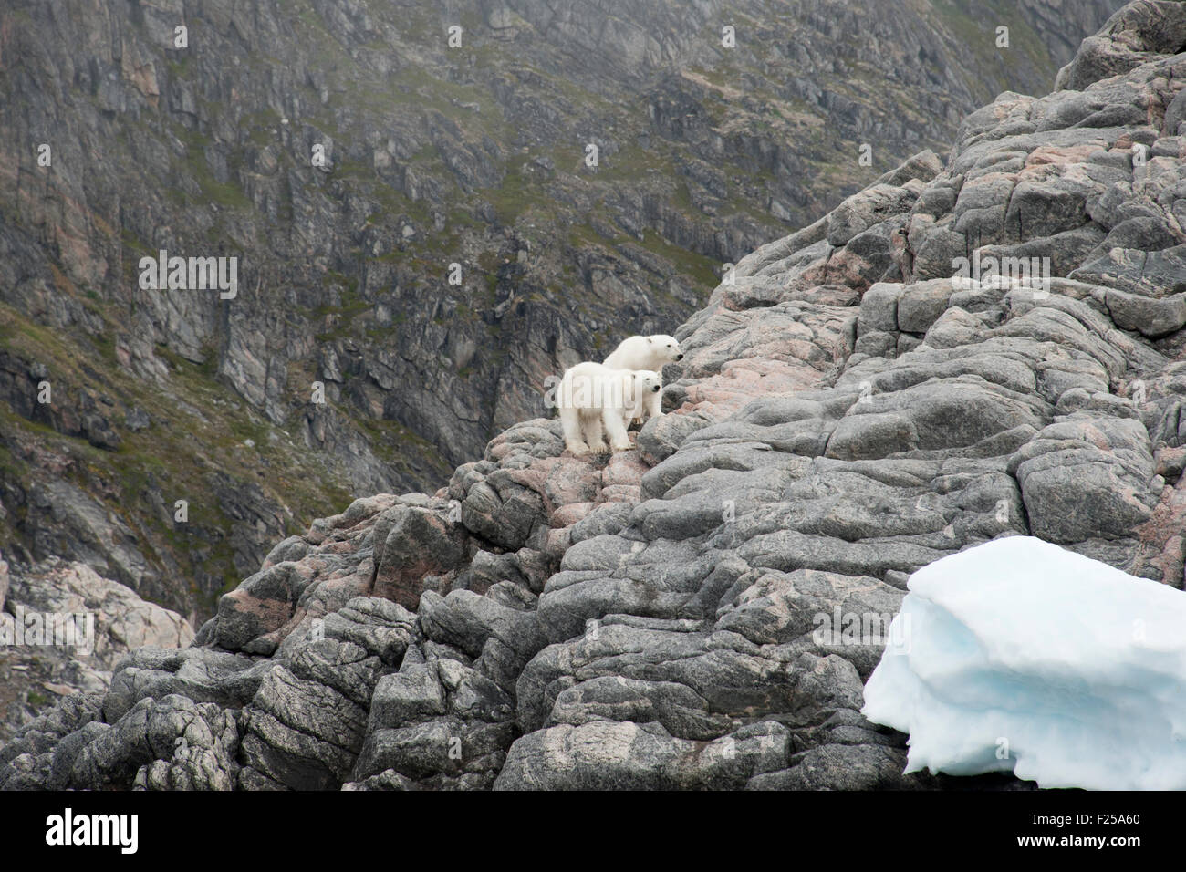 Madre y un cachorro de oso polar, Ursus maritimus, caminando sobre las rocas de la isla de Baffin, el Ártico canadiense Foto de stock