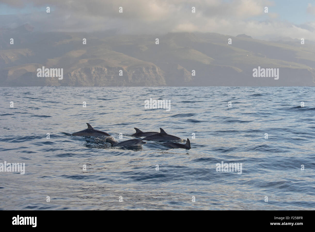 Grupo de delfines moteados del Atlántico, Stenella frontalis, en la isla de La Gomera, Islas Canarias, España Foto de stock