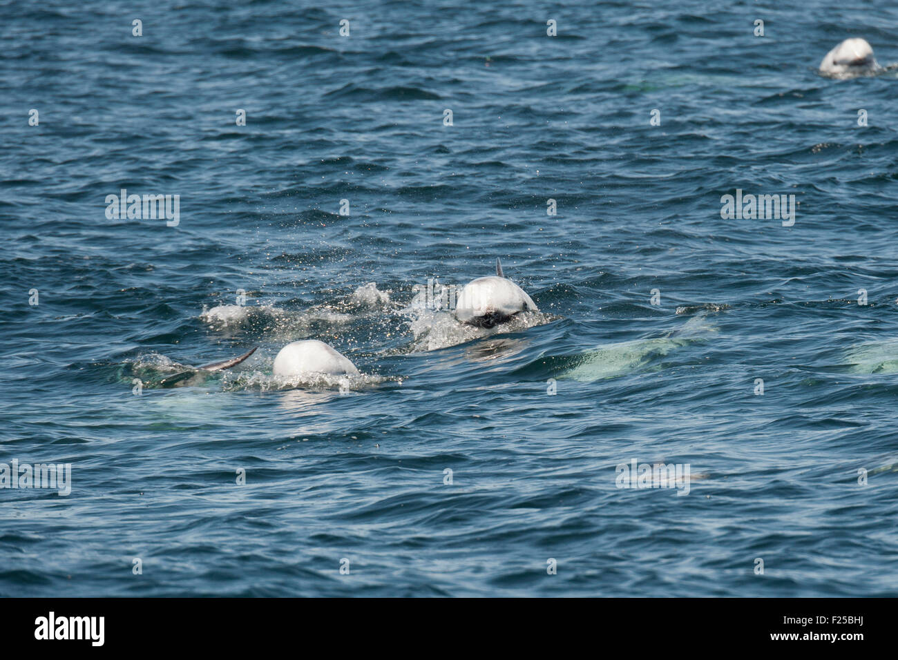Los delfines de Risso, Grampus griseus, grupo aflora mostrando los jefes, Monterey, California, Océano Pacífico Foto de stock