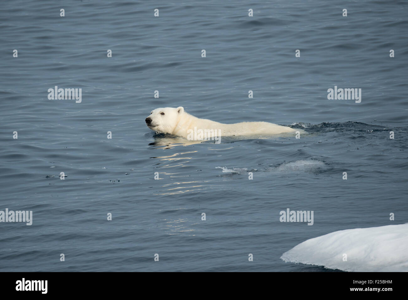 Macho, el Oso Polar Ursus maritimus, nadando cerca de la isla de Baffin, el Ártico canadiense Foto de stock