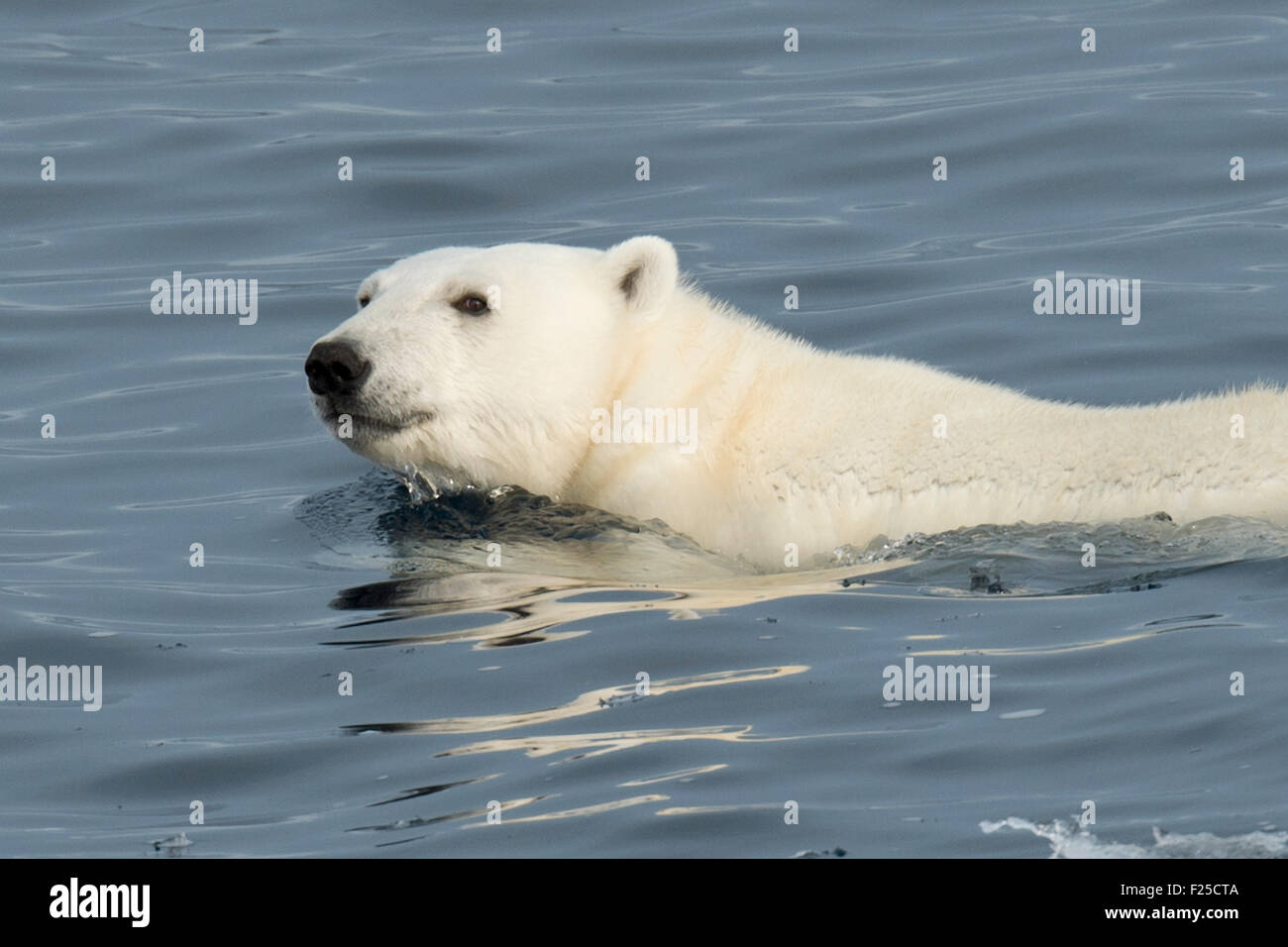Macho, el Oso Polar Ursus maritimus, nadando cerca de la isla de Baffin, el Ártico canadiense Foto de stock