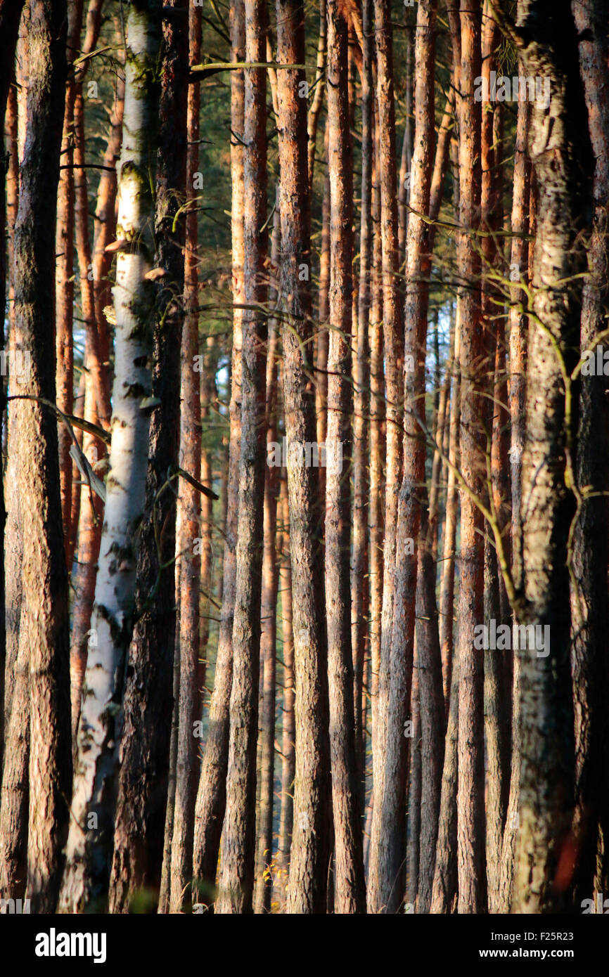 Wald, Holz, Berlín. Foto de stock