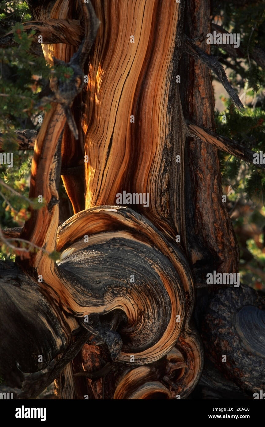 Detalle del tronco de un knarled Bristolcone Pine (Pinus longaeva) a lo largo de la Methuselah Trail en el Grove Mounta Shulman, blanco Foto de stock
