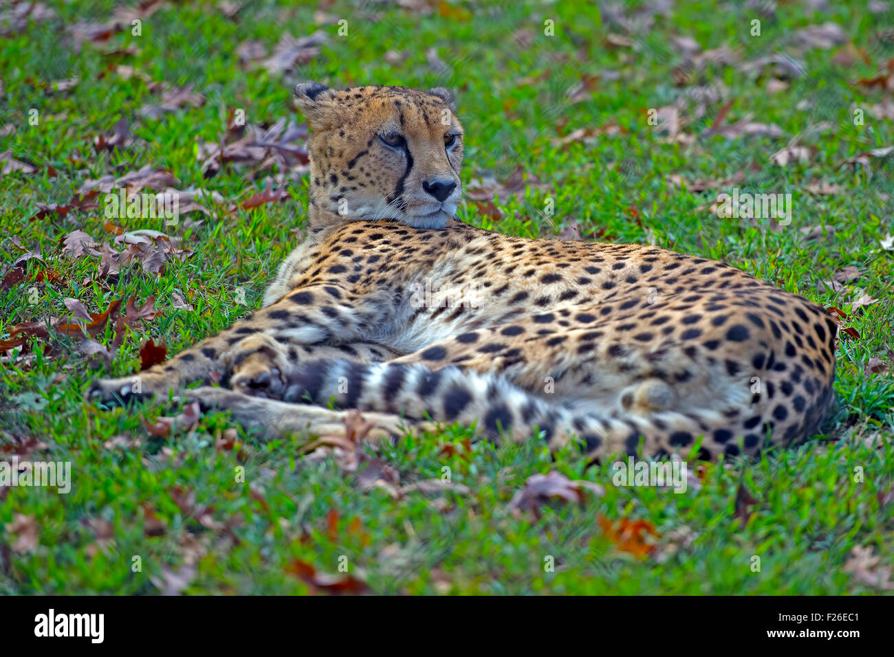Cheetah tendido en el césped Foto de stock