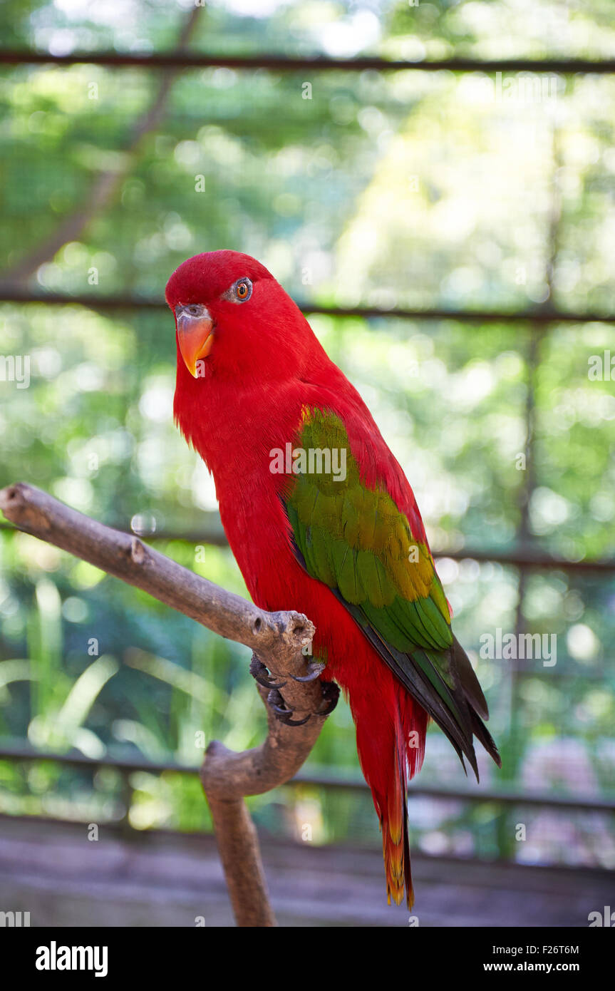 Rechinamiento lory - Red Parrot con alas verdes Foto de stock