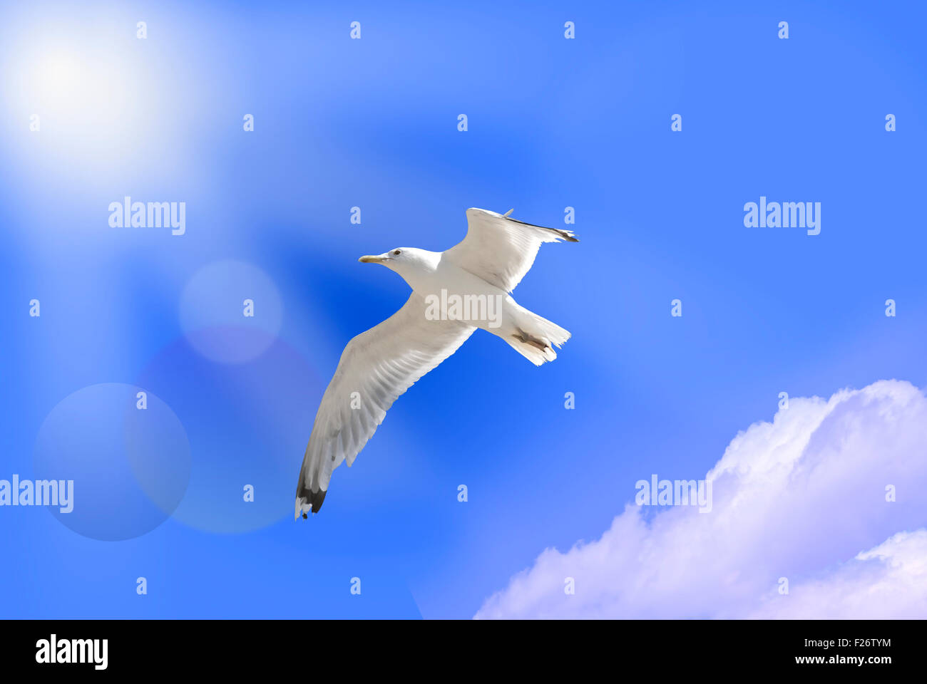 Ave del paraíso blanca sobre el cielo azul Foto de stock