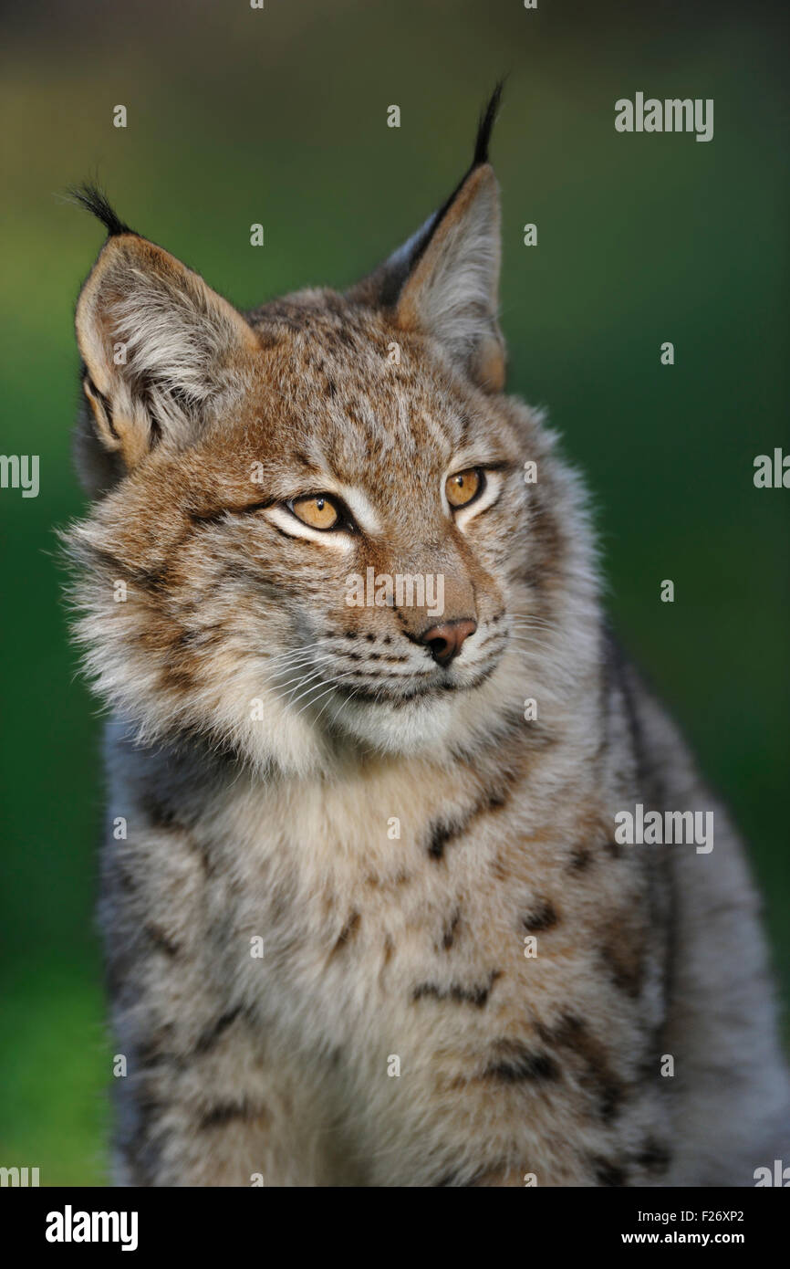 Retrato de cabeza de lince euroasiático / Eurasischer Luchs ( Lynx lynx ), maravillosa luz cálida, luz de noche, orejas de punta. Foto de stock
