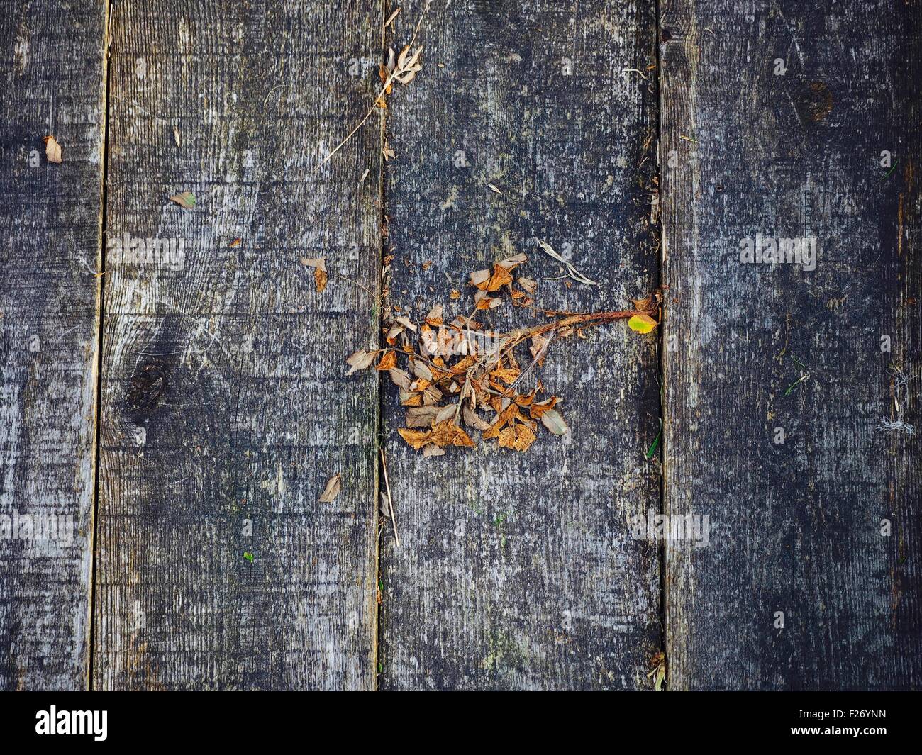 Hojas de madera Foto de stock