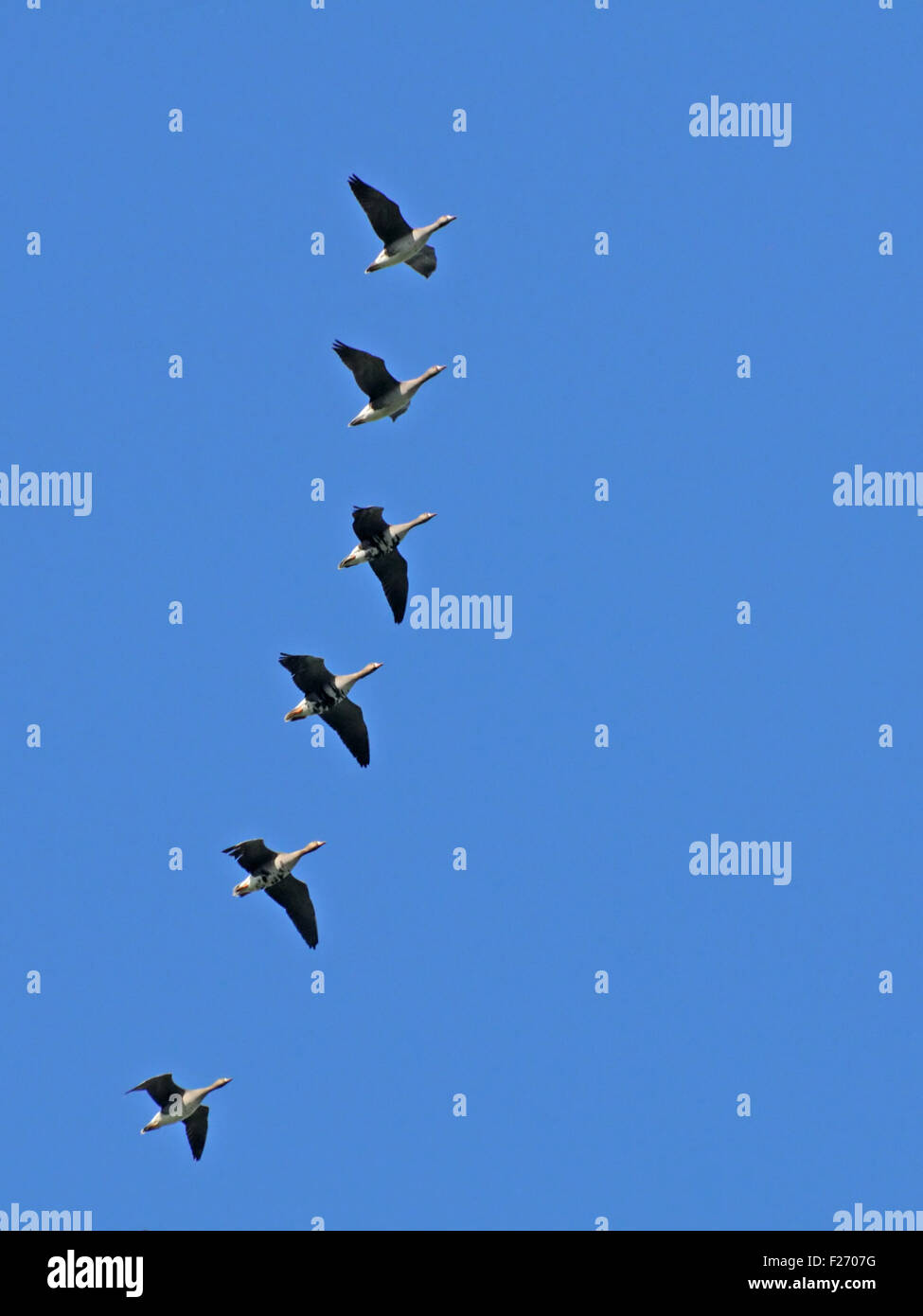 Flying bandada de gansos de fachada blanca durante la migración. Foto de stock