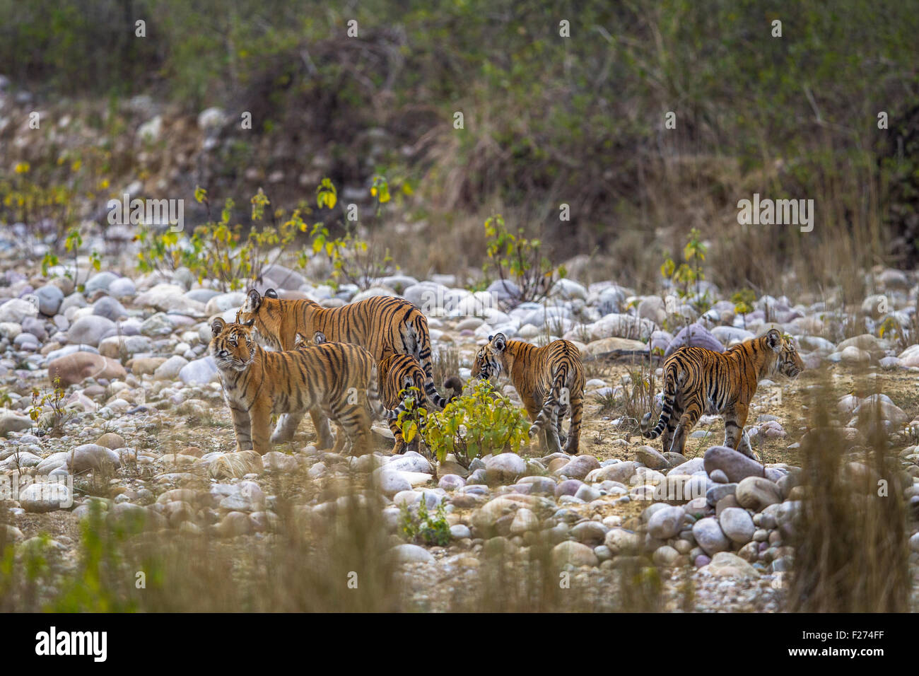 Tigresa de bengala familia con sus cuatro cub en lecho del río en el Parque Nacional de Jim Corbett, India [Panthera Tigris] Foto de stock
