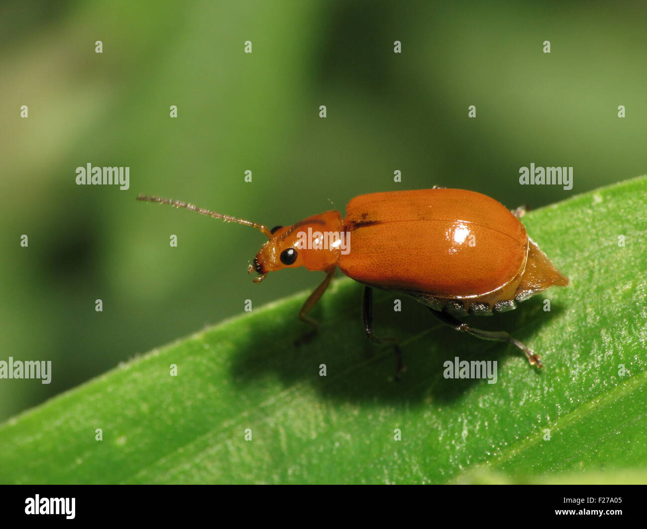 Escarabajo de hoja en hábitat natural Foto de stock