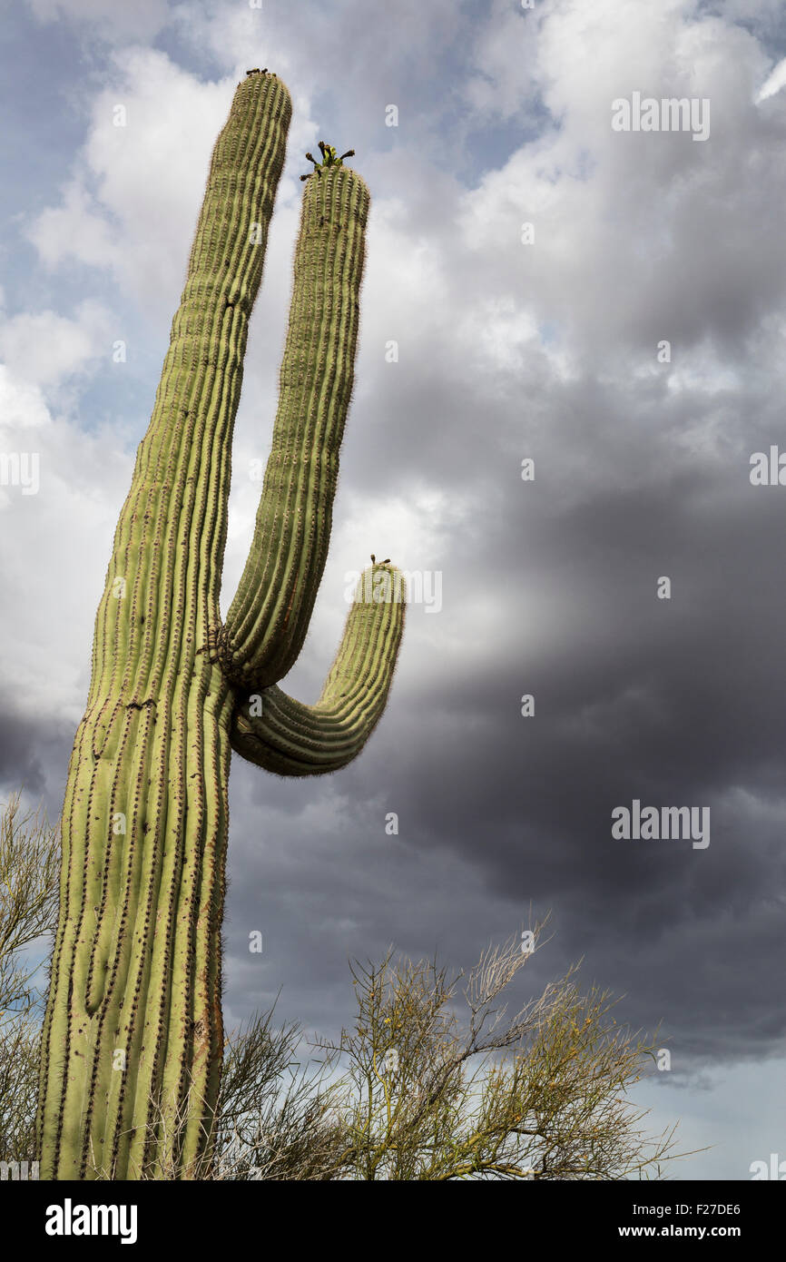 Cacto Saguaro y nubes monzónicas, Sur de Arizona Foto de stock