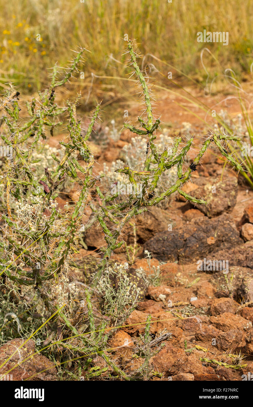 Klein Cholla Cylindropuntia kleiniae (Cylindropuntia leptiocalius x Cylindropuntia imbricata) Chihuahuan Desert Nature Center Foto de stock