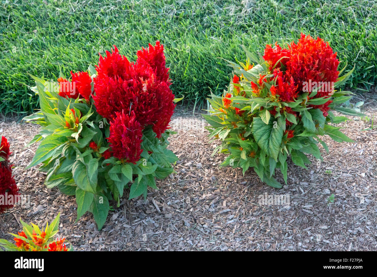 Rojo celosia arbustos de jardín con césped y mullido - Arrabona Foto de stock
