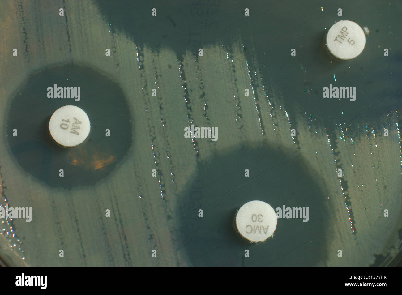 Placa de Petri con sensibilidad antibiótica discos mostrando zonas de inhibición para las colonias de bacterias Foto de stock