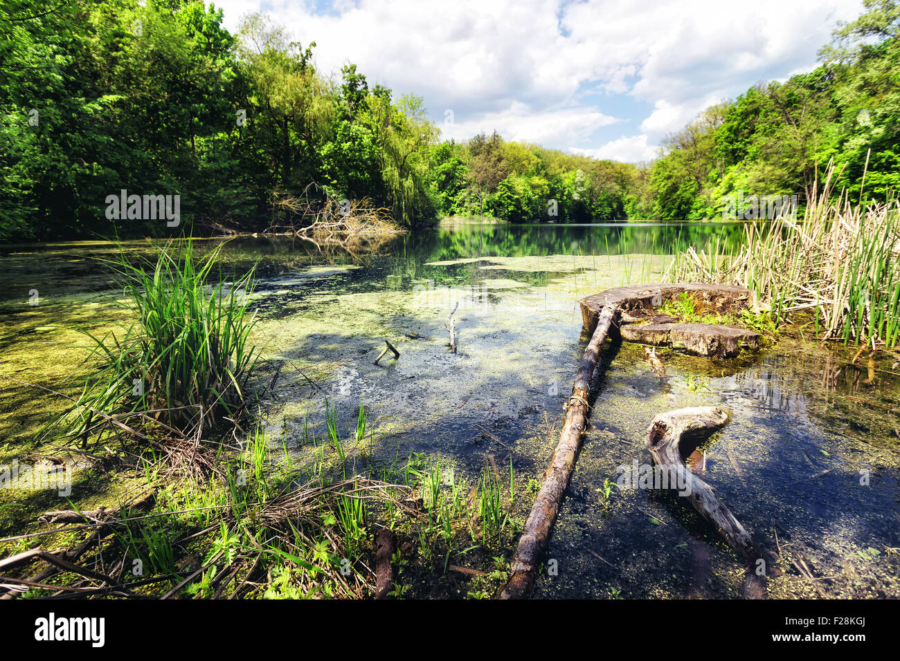 Pantano Green Lake Shore bajo un cielo nublado Foto de stock