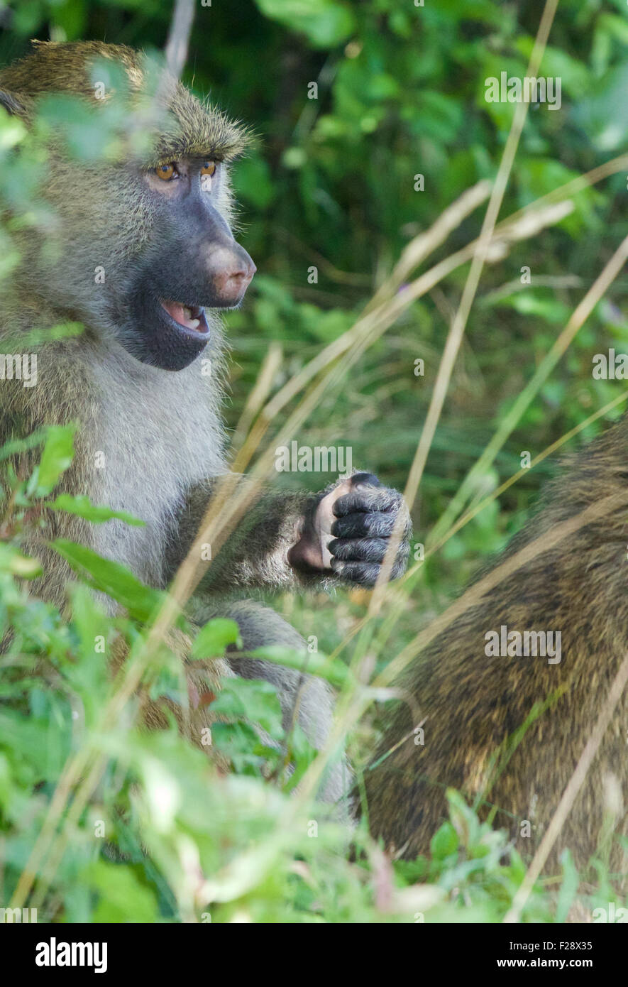 Babuino como fotografías e imágenes de alta resolución - Página 2 - Alamy