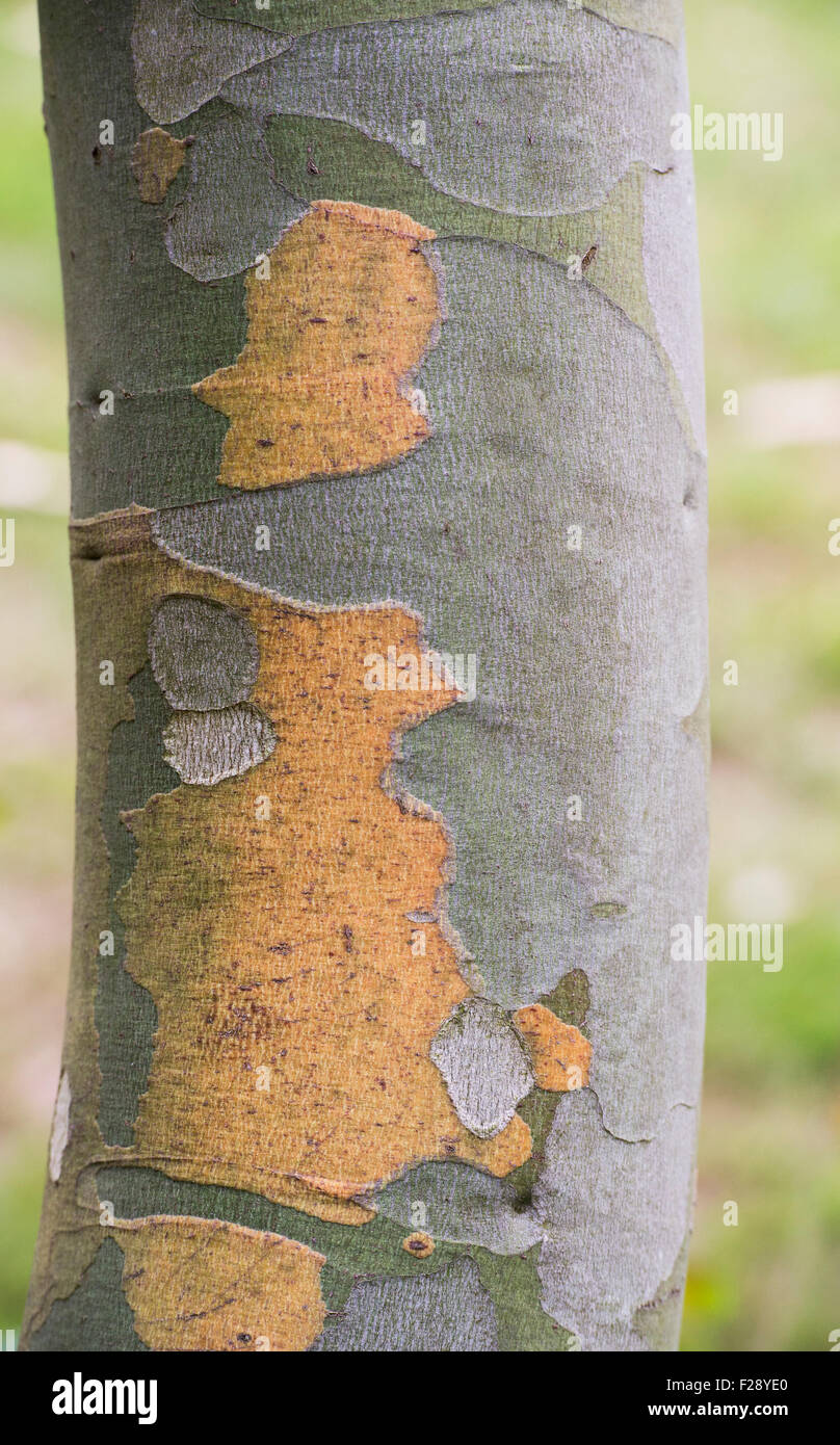Eucalyptus pauciflora subsp. debeuzevillei. Nieve Jounama gum tree bark Foto de stock
