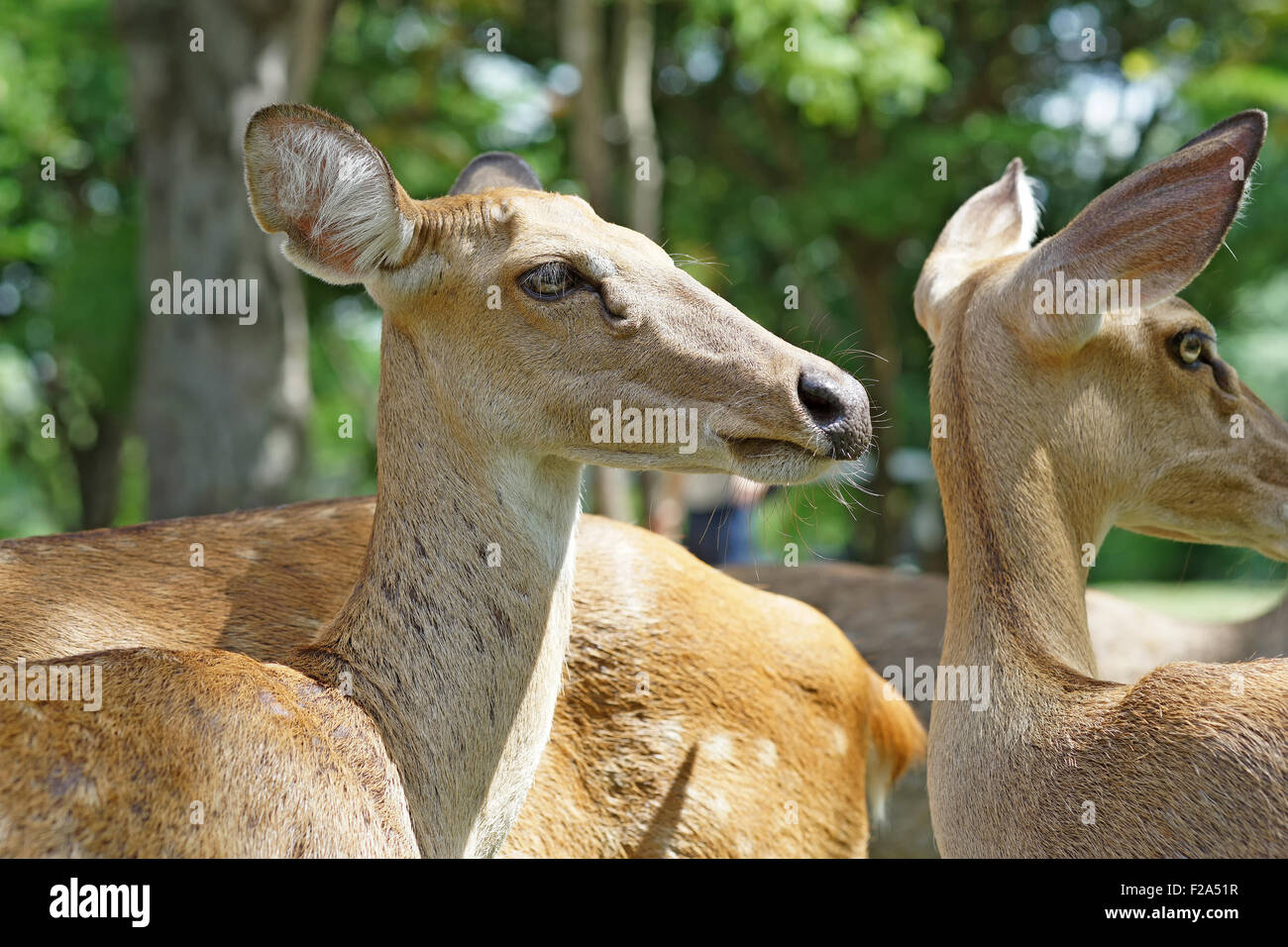 Grupo de brow antlered ciervos en el zoo público Foto de stock