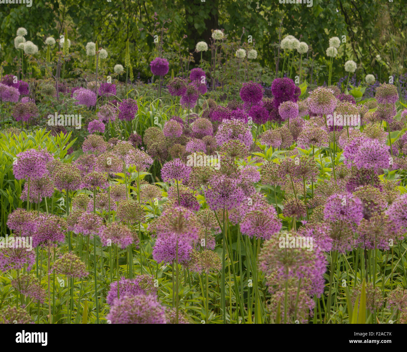 Allium plantas floración Foto de stock