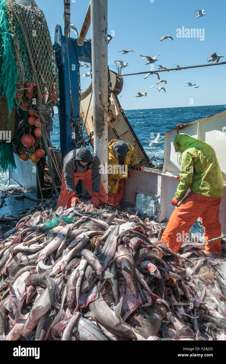 Ordenar capturas de eglefino, scrod, pollock y cazón en la cubierta del buque arrastrero offshore. Georges Bank, Nueva Inglaterra Foto de stock