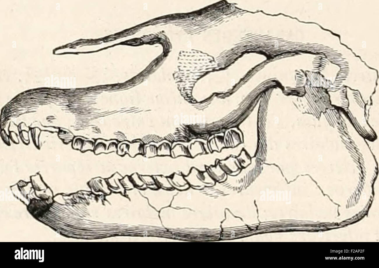Encyclopédie d'histoire naturelle; ou, Traité complet de cette ciencia d'après les Travaux des naturalistes les plus éminent Foto de stock