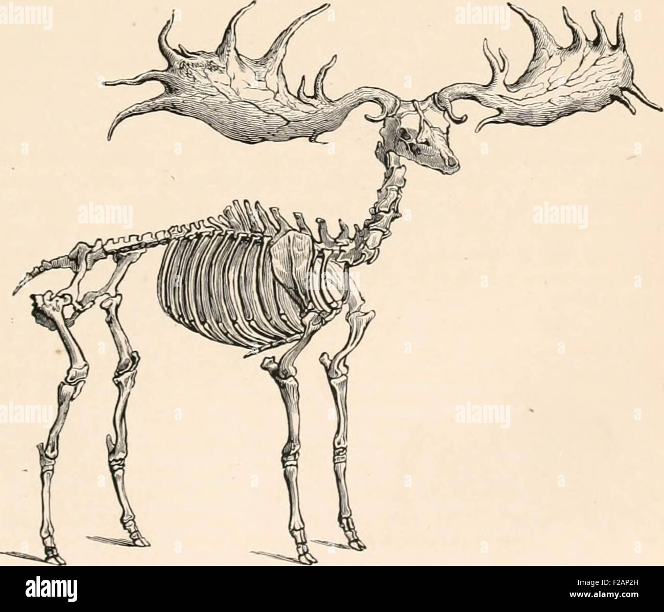 Encyclopédie d'histoire naturelle; ou, Traité complet de cette ciencia d'après les Travaux des naturalistes les plus éminent Foto de stock