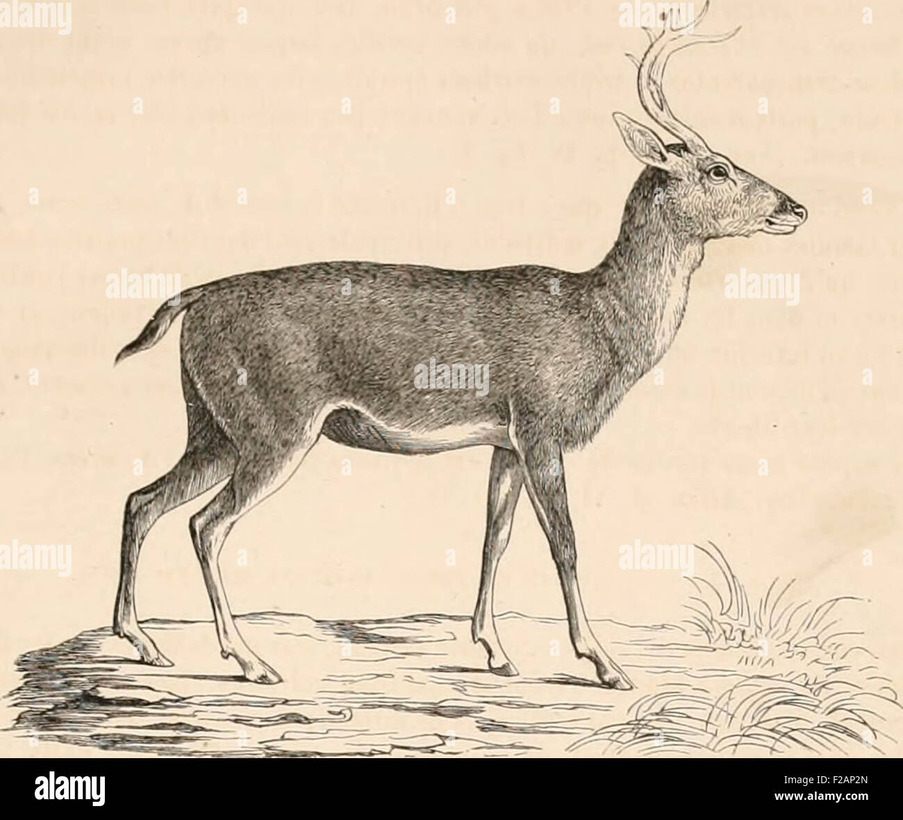 Encyclopédie d'histoire naturelle; ou, Traité complet de cette ciencia d'après les Travaux des naturalistes les plus éminent Foto de stock