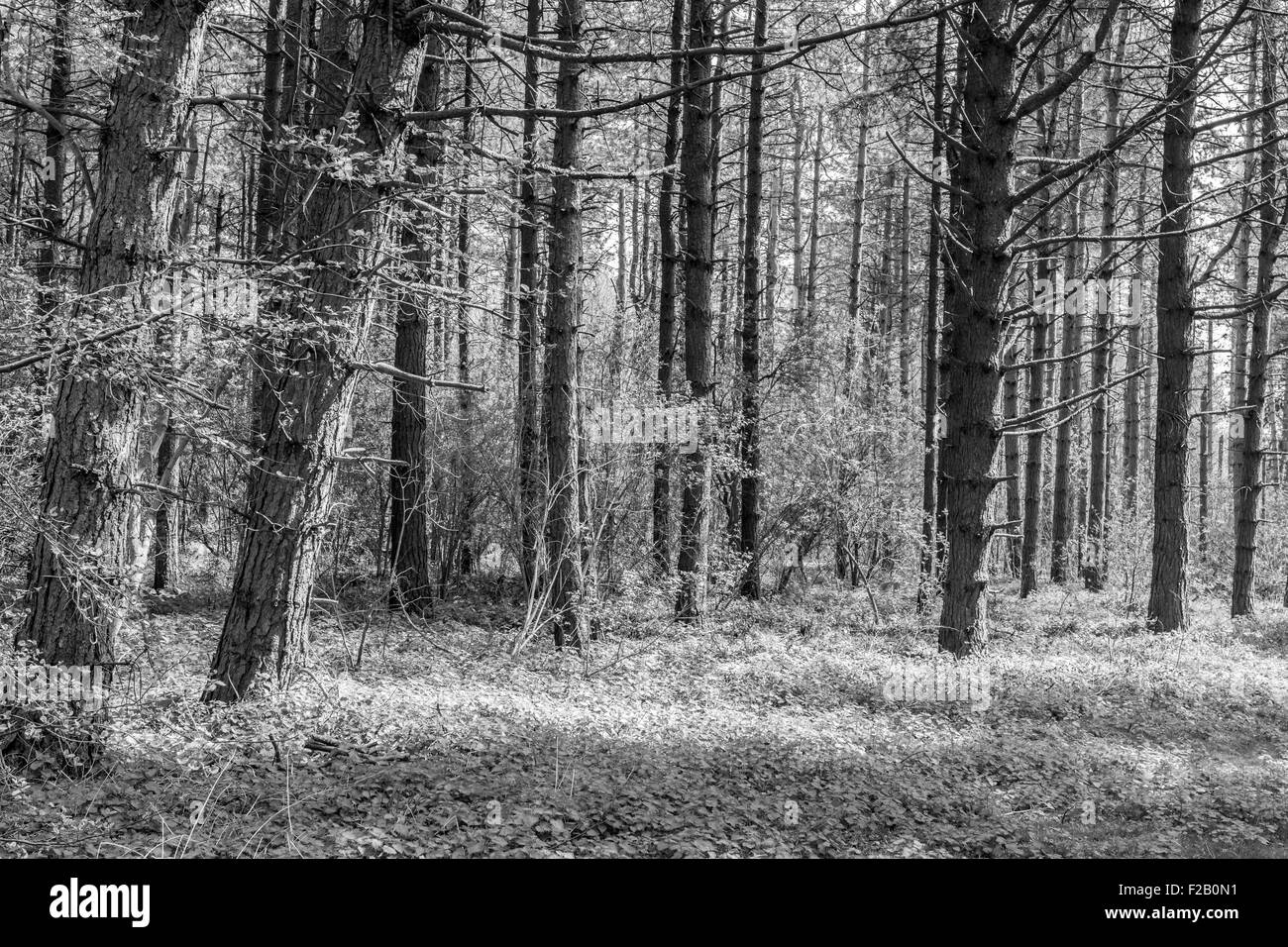 Forrest en blanco y negro con la luz del sol cayendo en Foto de stock