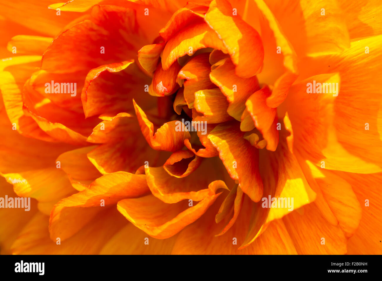 Primer plano de la flor de naranja Foto de stock