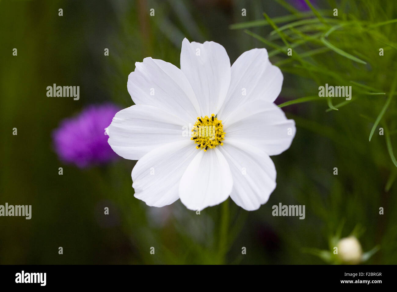 Cosmos bipinnatus "pureza" flor. Foto de stock