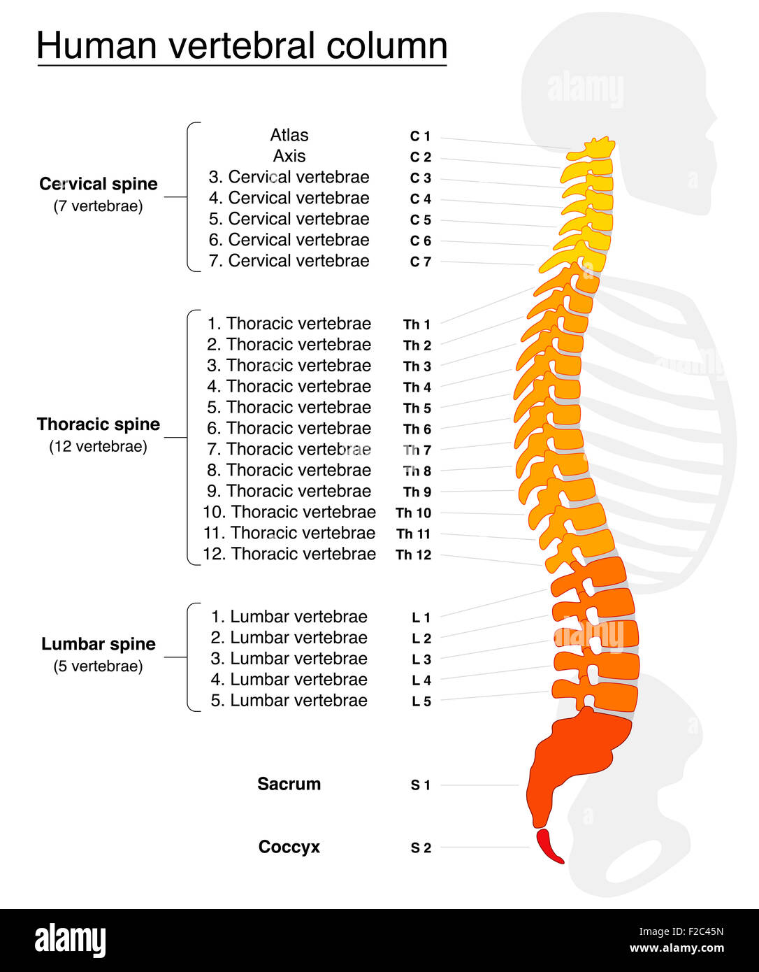 Columna vertebral con nombres y números de las vértebras - vista lateral:  Fiery colores Fotografía de stock - Alamy