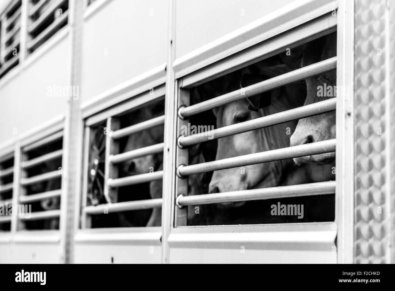 Ojos implorantes de vacas detrás de la valla Foto de stock