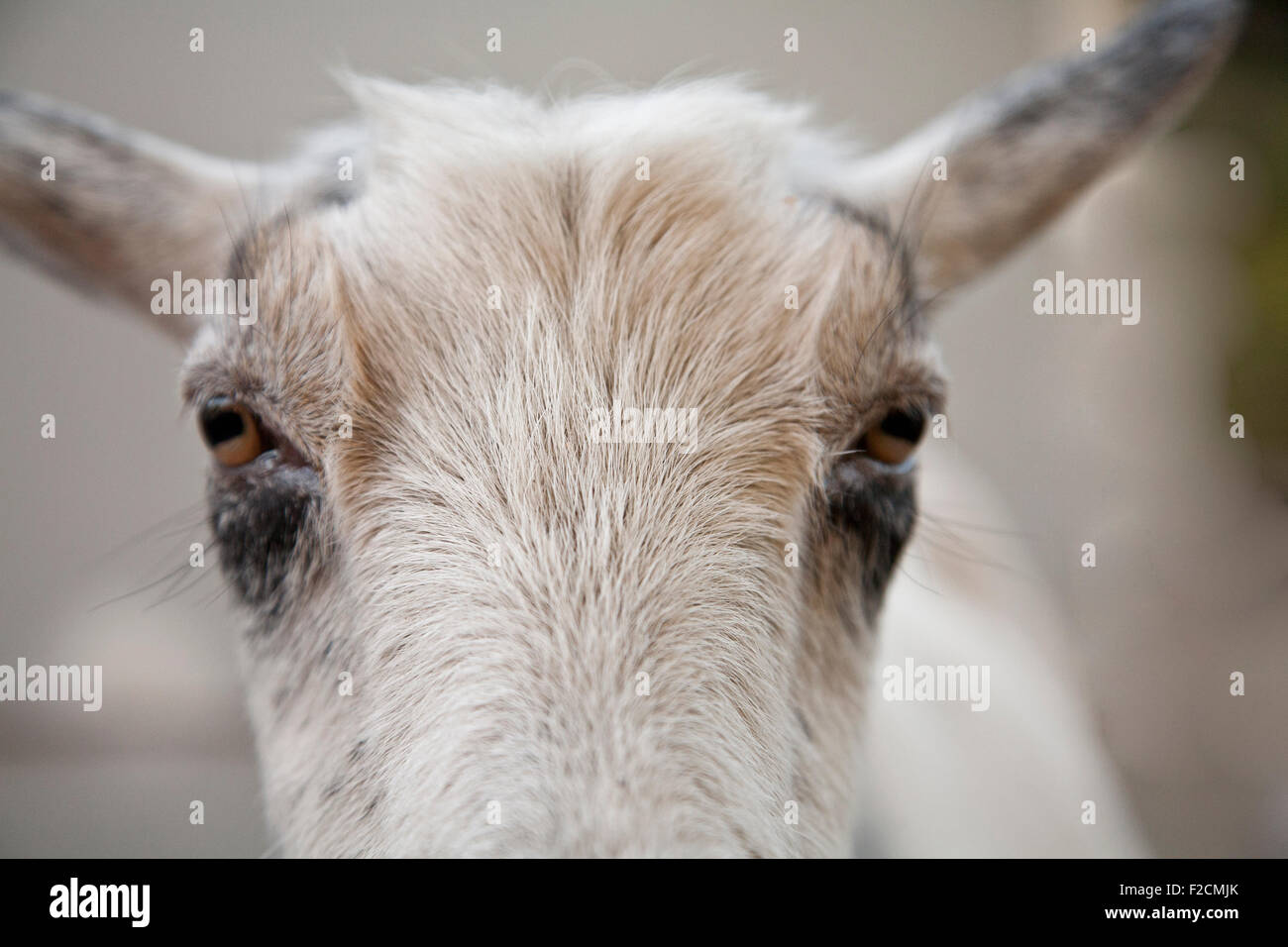 Horizontal recortadas cerca de la enana blanca cabra nigeriano hacia afuera Foto de stock
